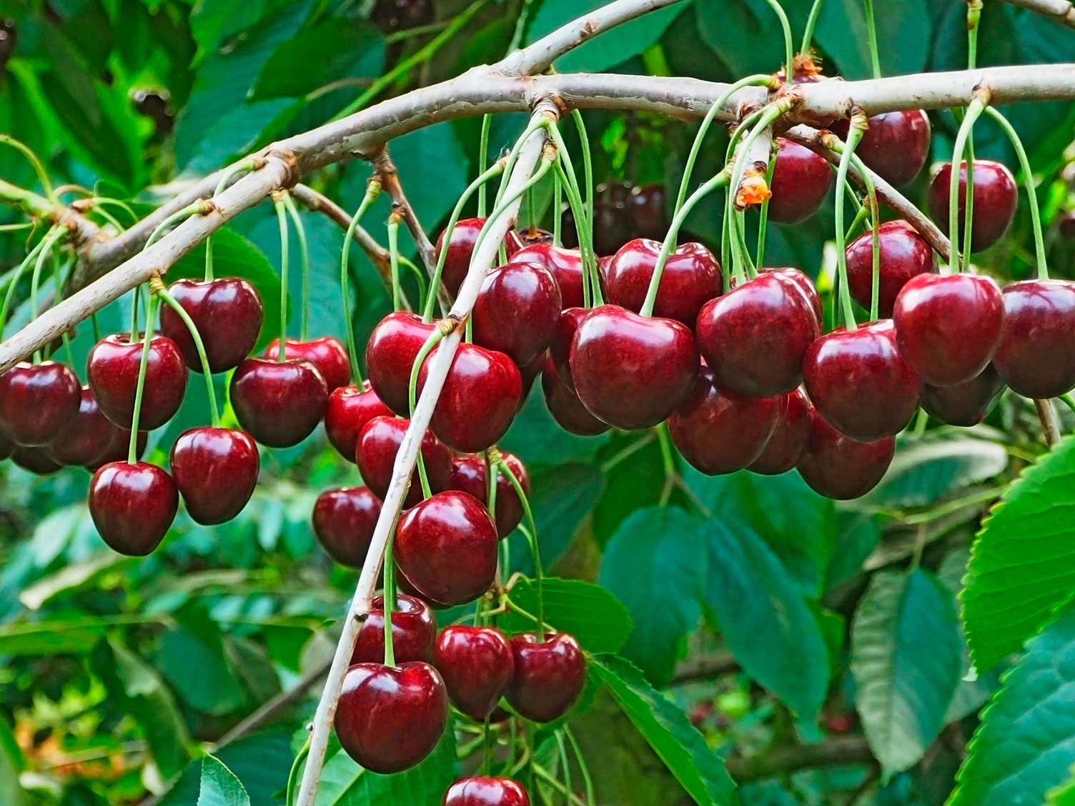 cherries